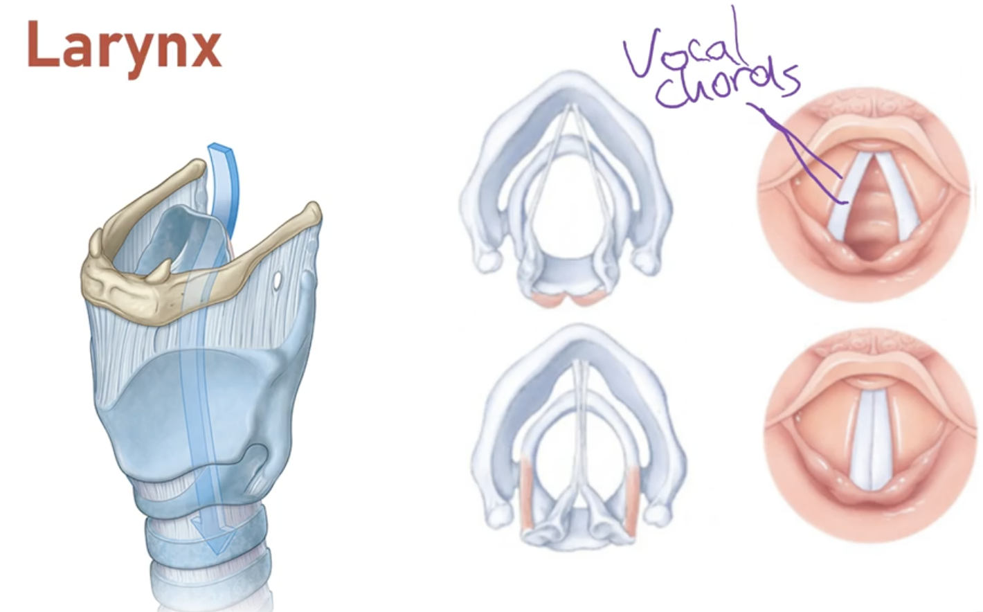 <p>-By the release of expired through the constricted opening of the voicebox.</p><p>-Within the voice box is the mucous membrane covered ligaments, which are the vocals cords. </p><p>-The larynx can control the vocal cords into a position where they vibrate when air passes through them. </p><p>-The vibration causes a sound-wave</p>