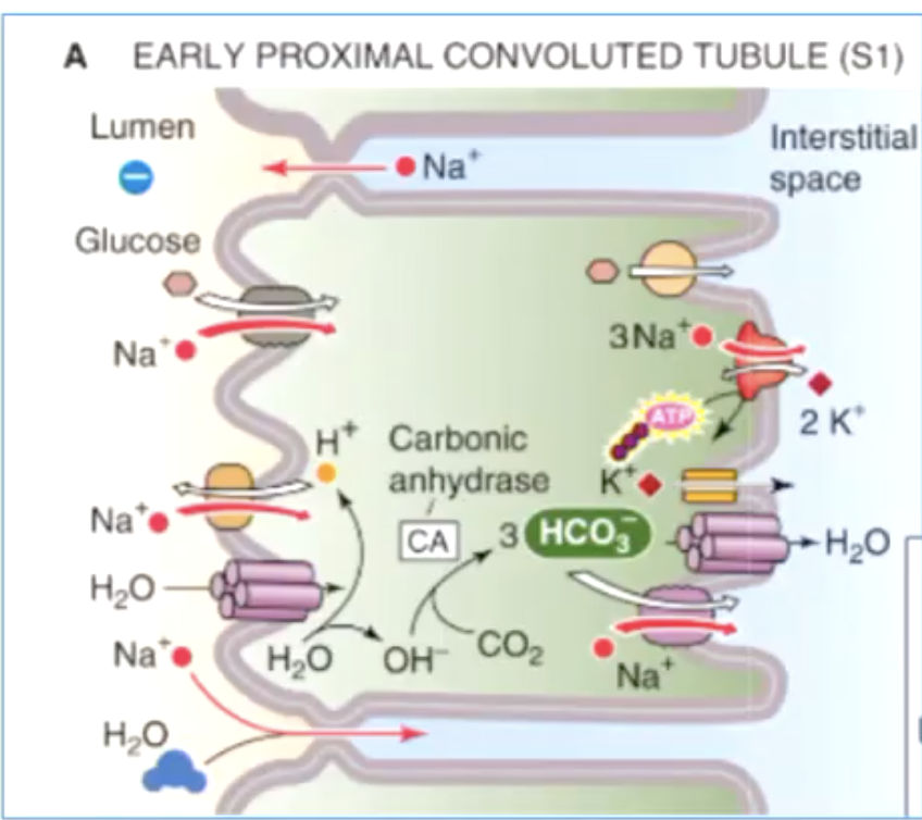 <p>how is bicarbonate reabsorbed in the proximal tubule?</p>