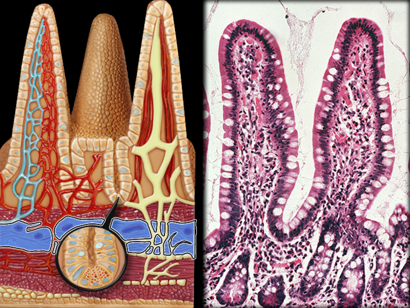 knowt flashcard image