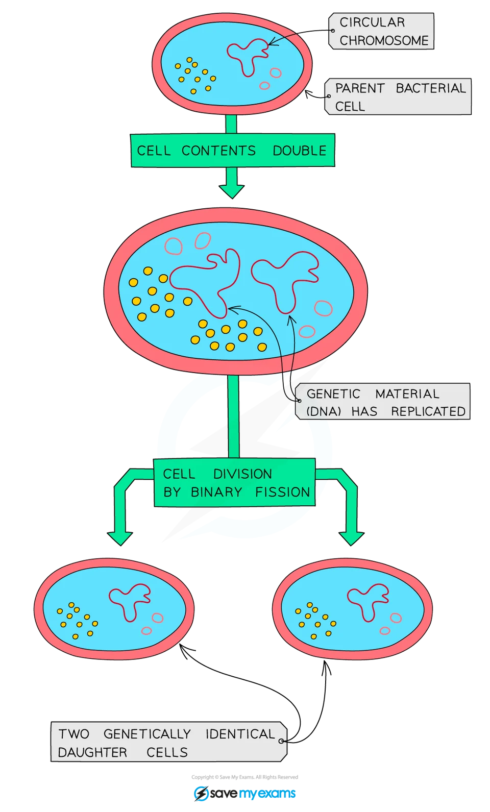 Bacteria multiply by a type of simple cell division known as binary fission
In the right conditions, a bacterial cell prepares to divide by replicating its genetic material before it increases in size
A copy of each piece of circular DNA moves to each end of the cell before the cytoplasm divides, and new cell walls form around each daughter cell