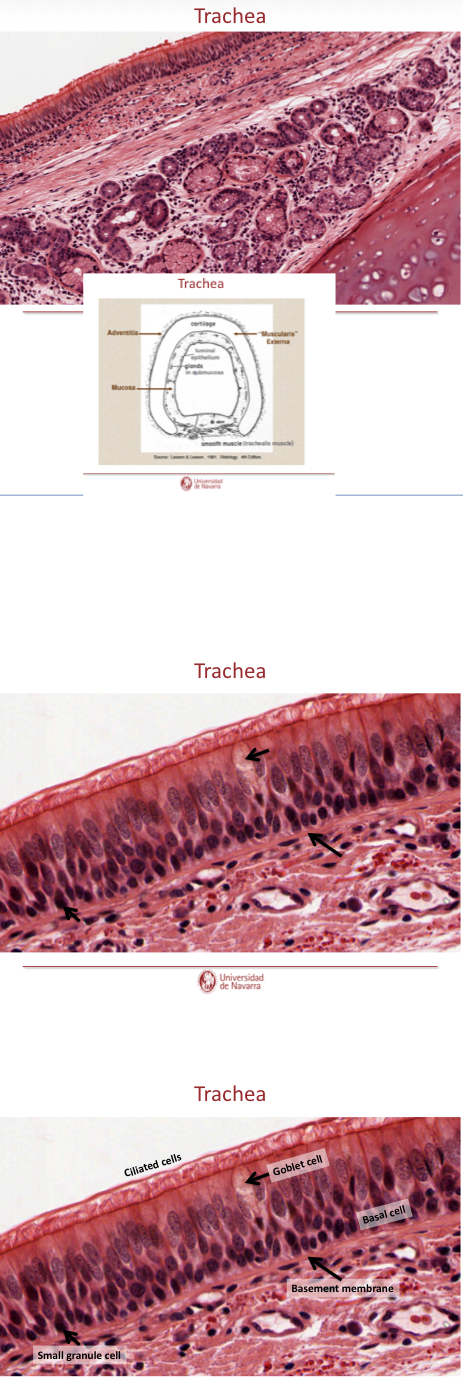 <p>Explain th elayers of the trachea</p>