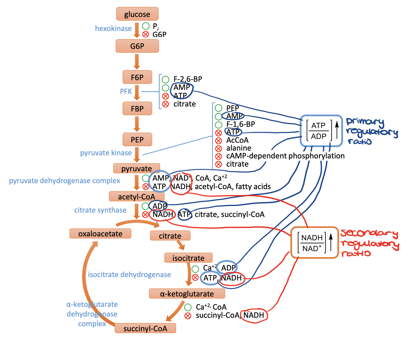 <ul><li><p>primary regulatory ratio is ATP/ADP </p><ul><li><p>increase the ratio will inhibit ATP making pathways, decreasing will have the opposite effect</p></li></ul></li><li><p>secondary regulatory ratio is NADH/NAD<sup>+</sup></p><ul><li><p>increase the ratio will inhibit NADH making pathways, decreasing will have the opposite effect</p></li></ul></li></ul>