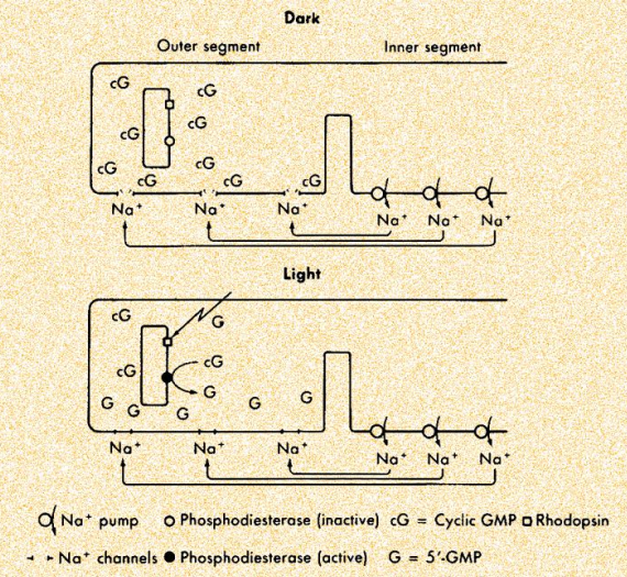 <p>Photoreceptor Physiology: <strong>Transduction</strong></p>