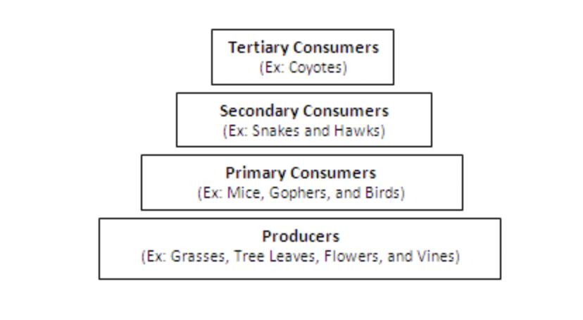 <p>Examine the energy pyramid below. At what level would you add a population of rabbits?</p>