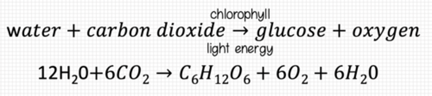 <p>Process in which light energy absorbed by chlorophyll is transformed into chemical energy. This chemical energy is used to synthesize carbohydrates from water and carbon dioxide, with oxygen being released during the process.</p>