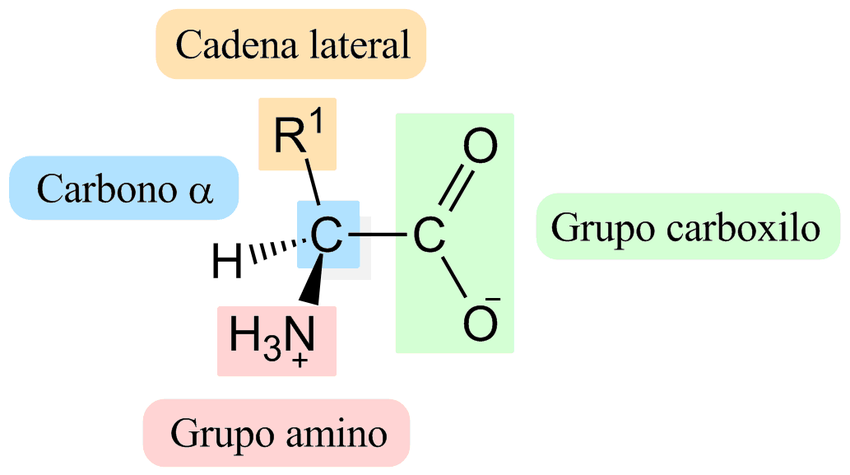 <p>QUIEN MUEVE AL NH3 Y COO-?</p>