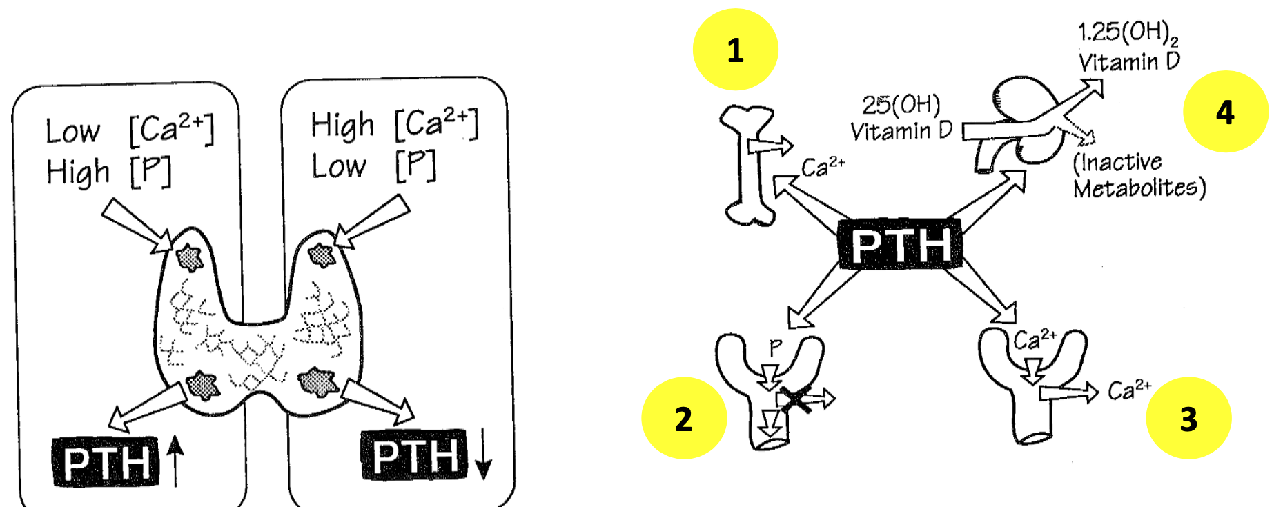 <ol><li><p>Release of Ca2+ from bone</p></li><li><p>Increased renal tubular loss of PO4-</p></li><li><p>Increased renal tubular reabsorptionof Ca2+</p></li><li><p>Stimulation of production of bioactive form of Vitamin D</p></li></ol>
