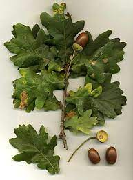 <p>Tammet</p>