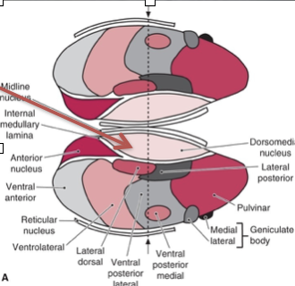 <p>functions: reverberating circuits:</p><ul><li><p>development emotion, judgment, reason, memory, language, cognitive function, sensory and motor learning </p></li></ul><p>afferents: </p><ul><li><p>prefrontal cortex, hippocampus, centromedianus nucleus, and orbital cortex </p></li></ul><p>efferents: </p><ul><li><p>prefrontal and orbitofrontal cortices and limbic structures </p></li></ul><p>lesions: </p><ul><li><p>memory loss (Wernicke-Korsakoff syndrome) and altered personality </p></li><li><p>surgical lesions- amelioration of anxiety-related disorders </p></li></ul><p></p>