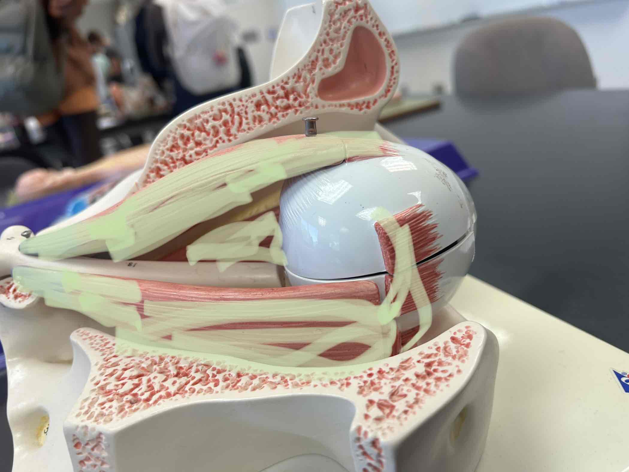 <p>Muscles that are connected to the eye, there are 6 of them</p>