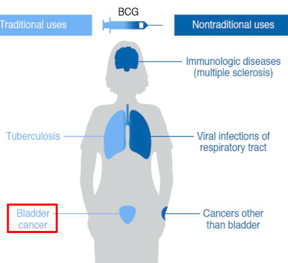 <p><strong>Bacillus Calmette-Guerin (BCG) vaccine - prepared from Mycobacterium bovis</strong>: enhances B and T cell responses; tested in the treatment of equine sarcoidosis and ocular squamous cell carcinoma</p><p><strong>Unmethylated CpG nucleotides in the bacterial DNA</strong>: bind TLR9, and activate APCs, and trigger Th1 response via IL-12 production. <span><span>Unmethylated CpG motifs are </span><strong><span>prevalent in bacterial but not vertebrate genomic DNAs</span></strong><span>. Oligodeoxynucleotides (ODN) containing CpG motifs activate host defense mechanisms leading to innate and acquired immune responses</span></span></p><p></p><p>Act as potent adjuvants when administered with antigens (increase the efficacy of vaccines) or immune stimulants when administered alone</p>