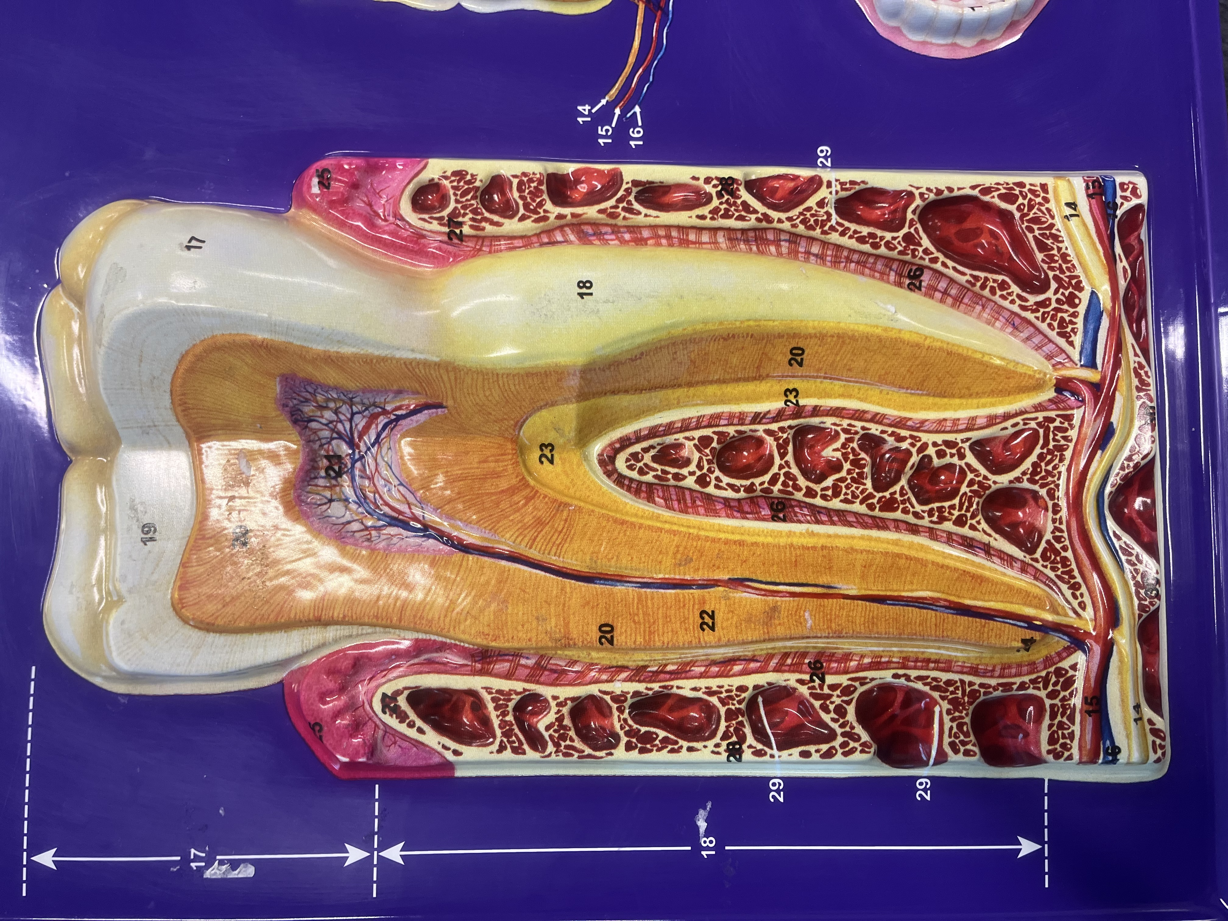 <p>What part of the tooth is number 21?</p>