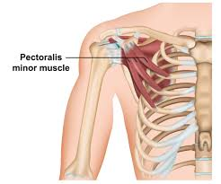 <ol><li><p>pectoralis minor</p></li><li><p>ribs 3-5</p></li><li><p>medial surface of coracoid process</p></li><li><p>depression &amp; abduction of scapula</p></li></ol><p></p>