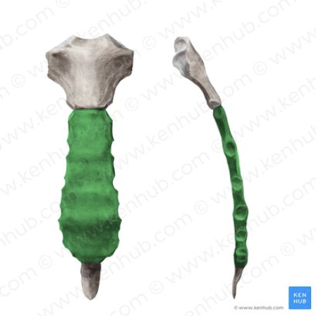 <p>What is the green portion called?</p>