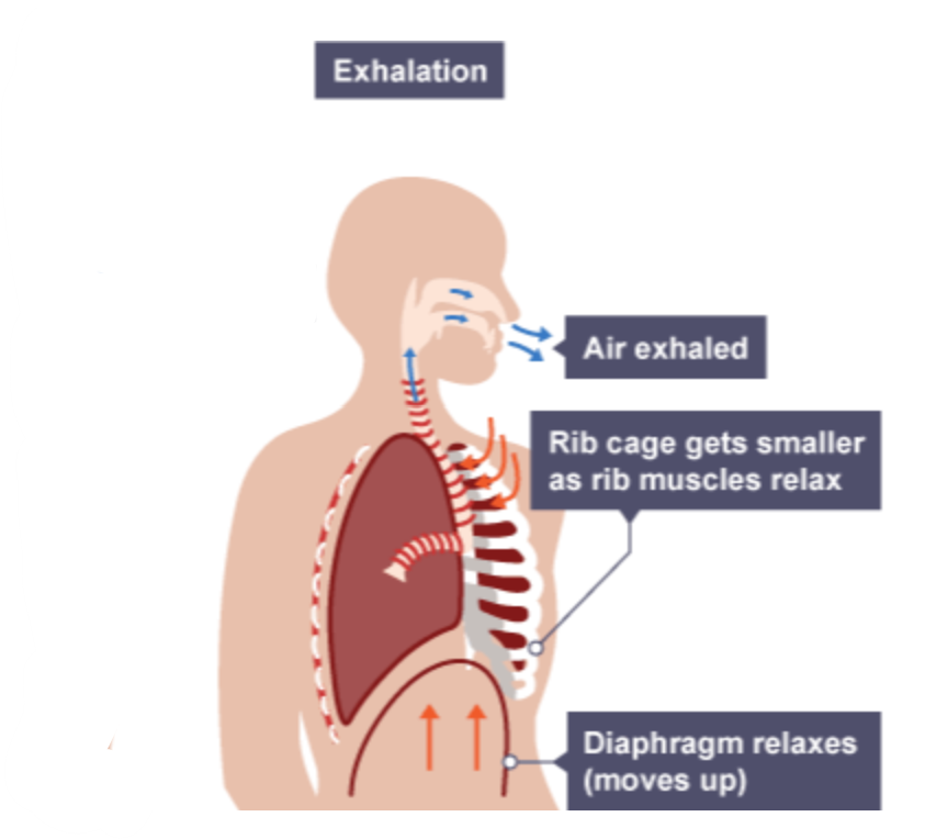 <ul><li><p>intercostal muscles relax</p></li><li><p>ribs move down &amp; in</p></li><li><p>diaphragm relaxes &amp; moves up</p></li><li><p>chest cavity volume decreases</p></li><li><p>chest cavity pressure increases</p></li><li><p>air moves out of lungs</p></li></ul><p></p>