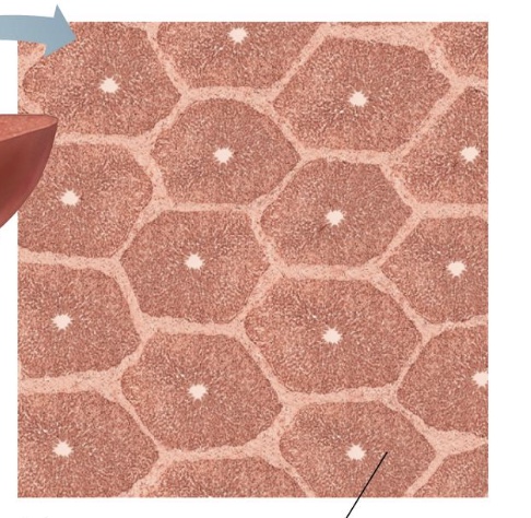 <p>What tissue is this?</p>