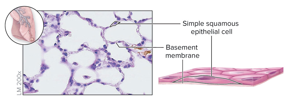 <p><strong>Structure</strong></p><p>Single layer of thin, flat cells resembling irregular floor tiles; the single nucleus of each cell bulges at its center</p><p><strong>Function</strong></p><p>Thinnest possible barrier to allow for rapid diffusion and filtration; secretion in serous membranes</p><p><strong>Location</strong></p><p>Air sacs in lungs (alveoli); lining of lumen of blood vessels and lymph vessels (endothelium); serous membranes of body</p>