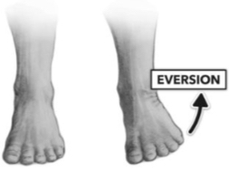 <p>Eversion</p>
