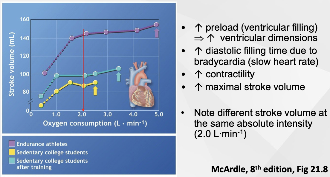 <p>Stroke volume = how much blood ejected per beat</p>
