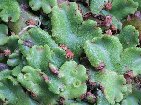<p>Gemmae cups</p><p>Thallus </p><p>Pores</p><p>Rhizoids&nbsp;</p>