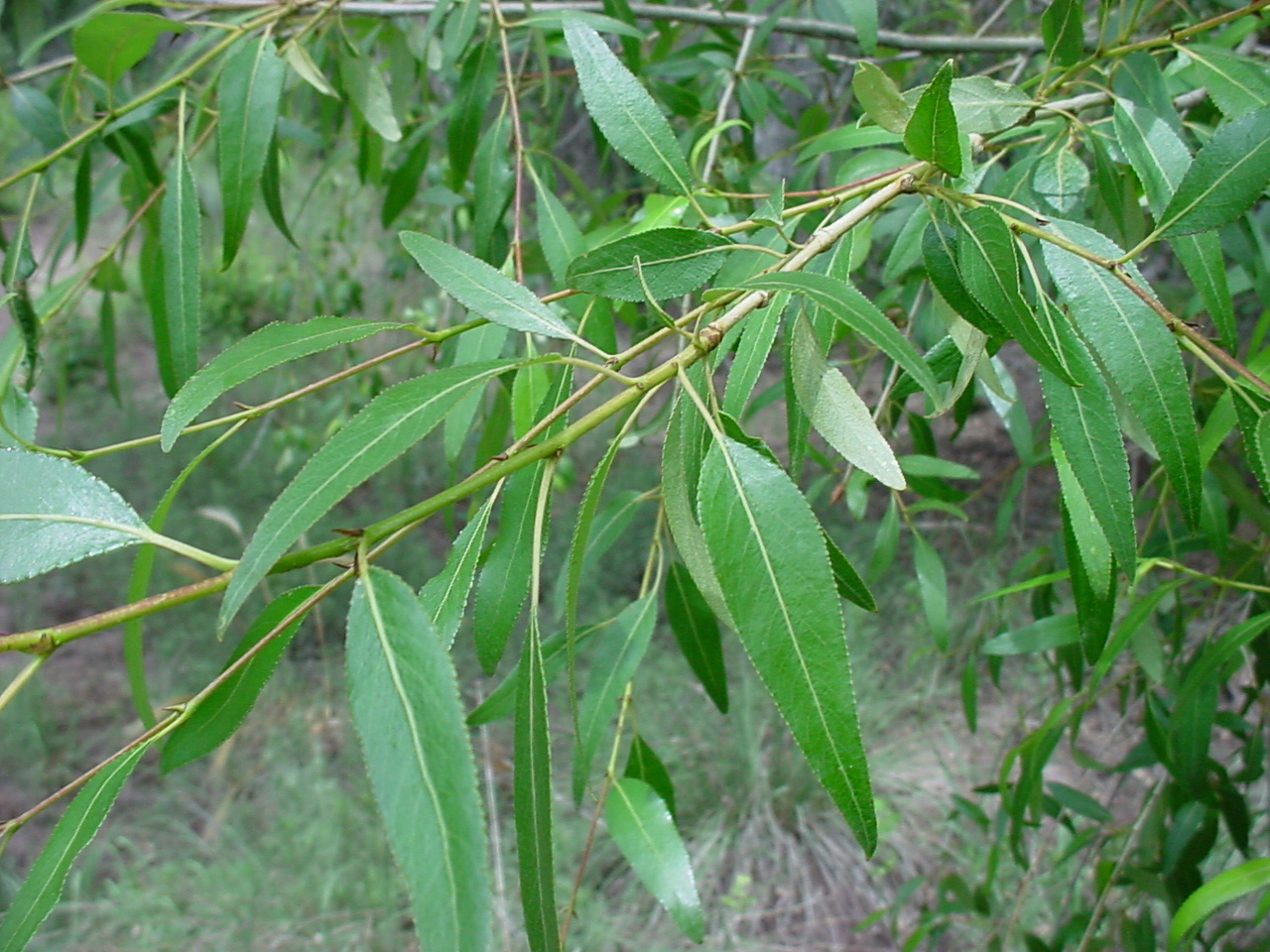 <p>Which tree do these leaves belong to? </p>