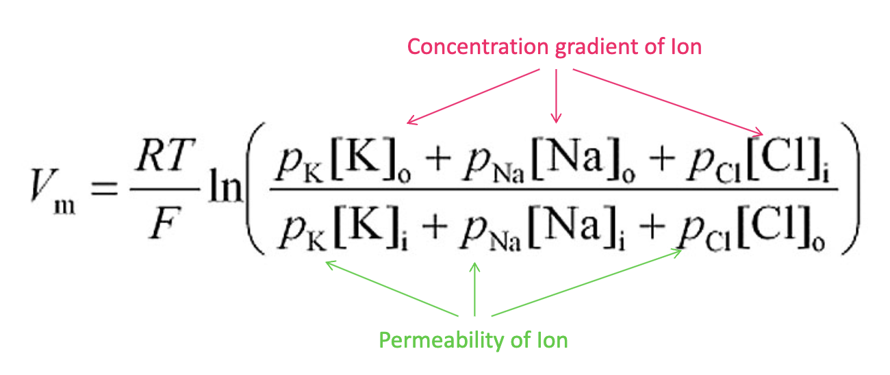 <p>Goldman Equation - describes how membrane potential is determined by ionic concentration gradients and permeabilities</p>