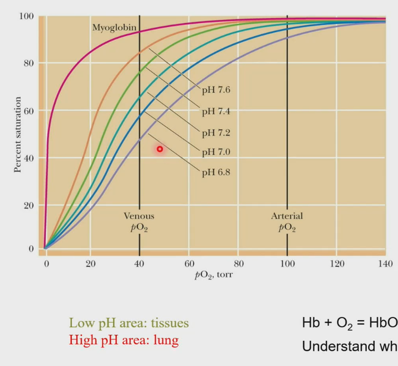 <ul><li><p>Disruption of ion pairs changes the pKa’s of the ionizable groups, and the overall consequence is: For every O<sub>2</sub> binding, 0.6 proton is released. The pKa’s are decreased; therefore, the O<sub>2</sub> affinity of hemoglobin increases with increasing pH.</p></li><li><p>Hb + O<sub>2</sub>&nbsp;←→ HbO<sub>2</sub> + H<sup>+</sup>&nbsp;(As hemoglobin binds oxygen, that process releases a proton).</p></li><li><p>In our lungs, pH is higher, thus it promotes hemoglobin to bind more oxygen, but in our tissues, the pH is lower, thus allowing for the release of oxygen in the tissues.</p></li></ul><p></p>