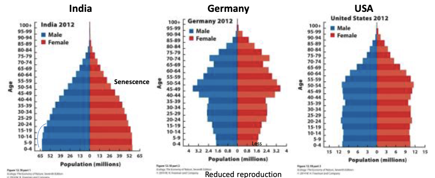 <p>broad bases: growing population</p><p>Narrow bases: declining poulation</p><p>Straight sides: stable population</p>