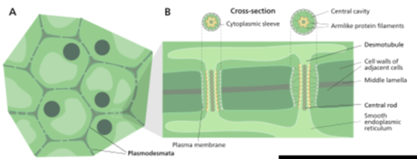 <p>o Thin areas in the primary walls</p><p>o Plasmodesmata aggregates</p>