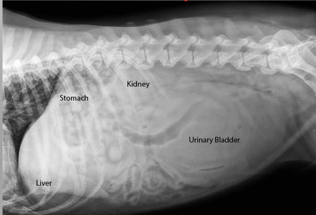 <p>is this a cat or dog xray</p>