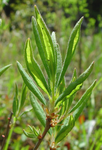 <p><em>Rhododendron canadense</em></p>