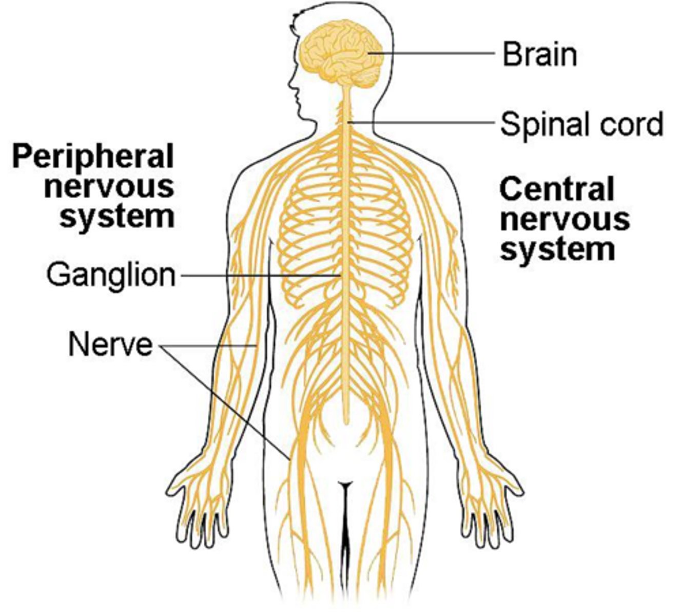 <p>The brain and spinal cord.</p>