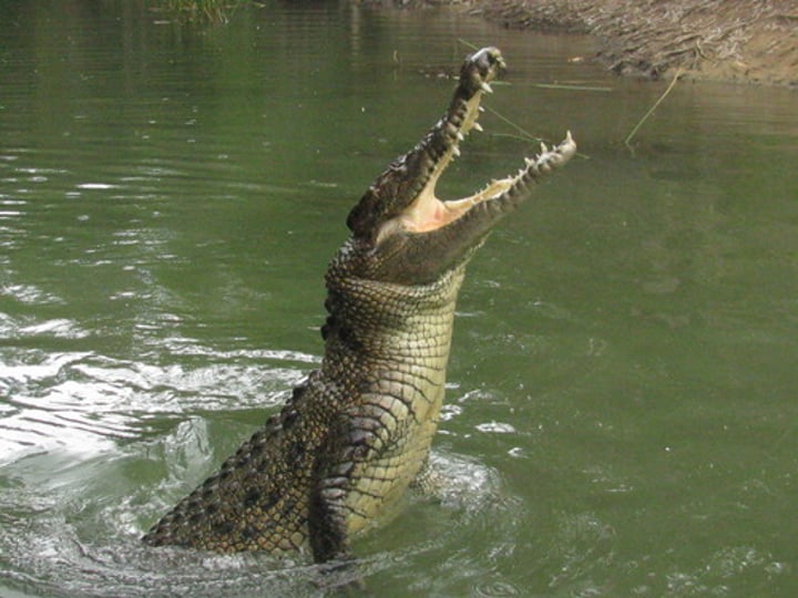 <p>crocodile</p>