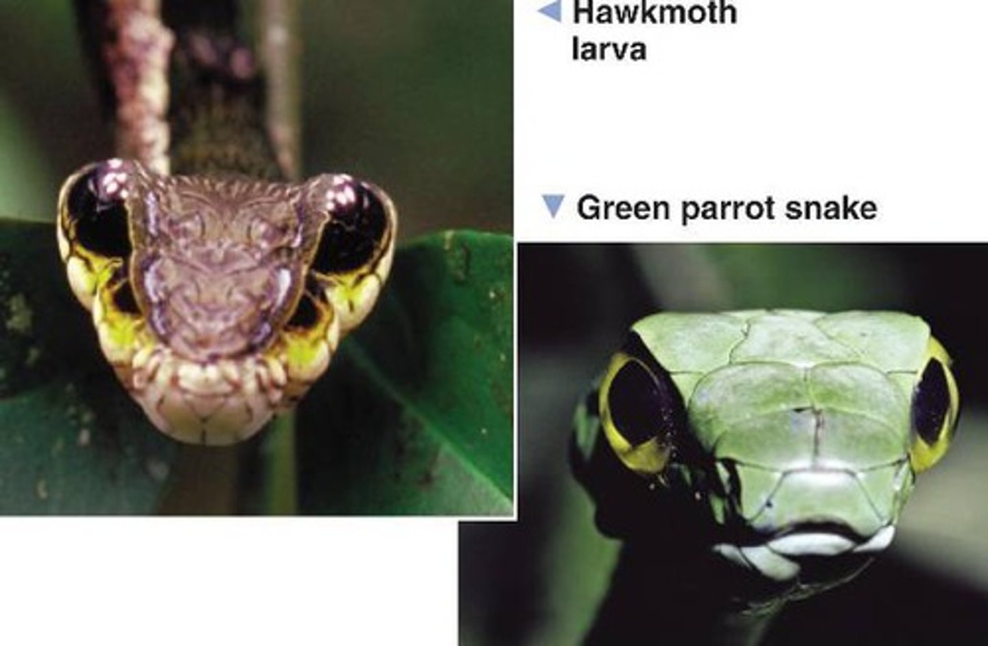 <p>A type of mimicry in which a harmless species looks like a species that is poisonous or otherwise harmful to predators.</p>