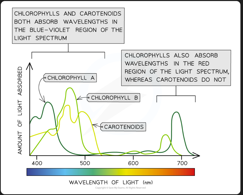 <p>Chlorophyll absorbs mainly red &amp; blue light</p><p>Reflects green </p>