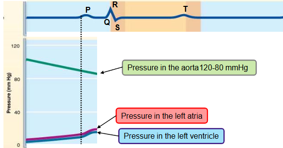 <p><strong>ventricular filling (atrial systole)</strong></p><ul><li><p>the P wave occurs - atrial systole</p></li><li><p>the atria depolarize and contract</p></li><li><p>the atria pump some extra blood into the ventricles and the pressure in both chambers slightly increases</p><ul><li><p>remaining 20% of ventricular blood is pumped here</p></li></ul></li><li><p>last part of ventricular diastole (end diastolic volume)</p></li><li><p>atria relax for the remainder of cardiac cycle&nbsp;</p></li></ul><p></p>