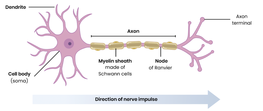 <ul><li><p>one long axon (carries impulse away from cell body)</p></li><li><p>Many short dendrons (carries impulse towards cell body)</p></li></ul><p></p>