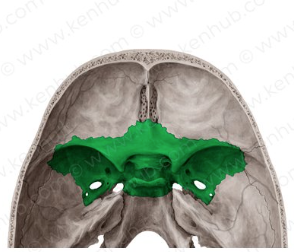 <p>keystone of the cranial floor</p>