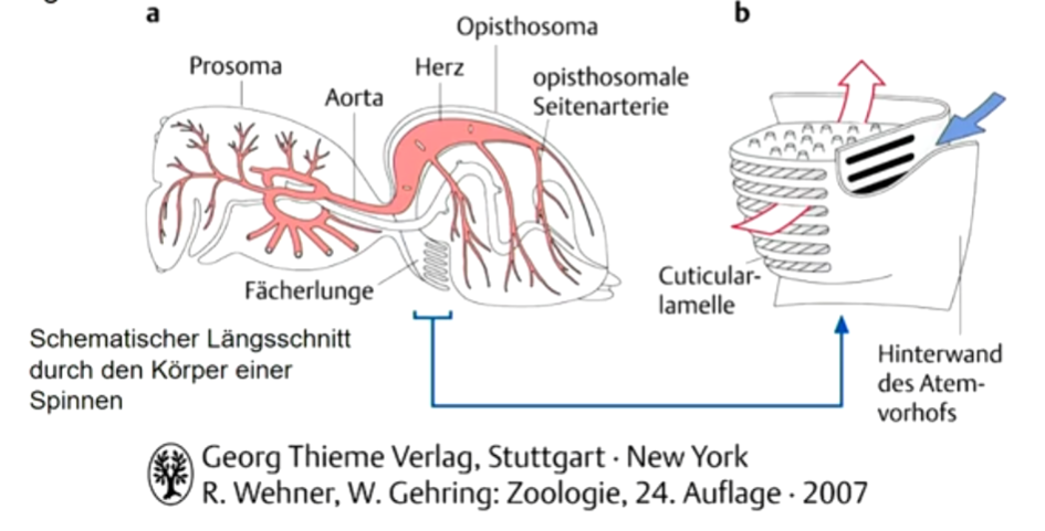 Körpereinstülpungen als Atmungsorgane: große, dünne Oberfläche 

Gegenläufiger Strom von Körperflüssigkeit und Luft überträgt Sauerstoff in den Körper; gleich bleibender Partialdruckunterschied zwischen Austauschmedien durch Gegenstrom