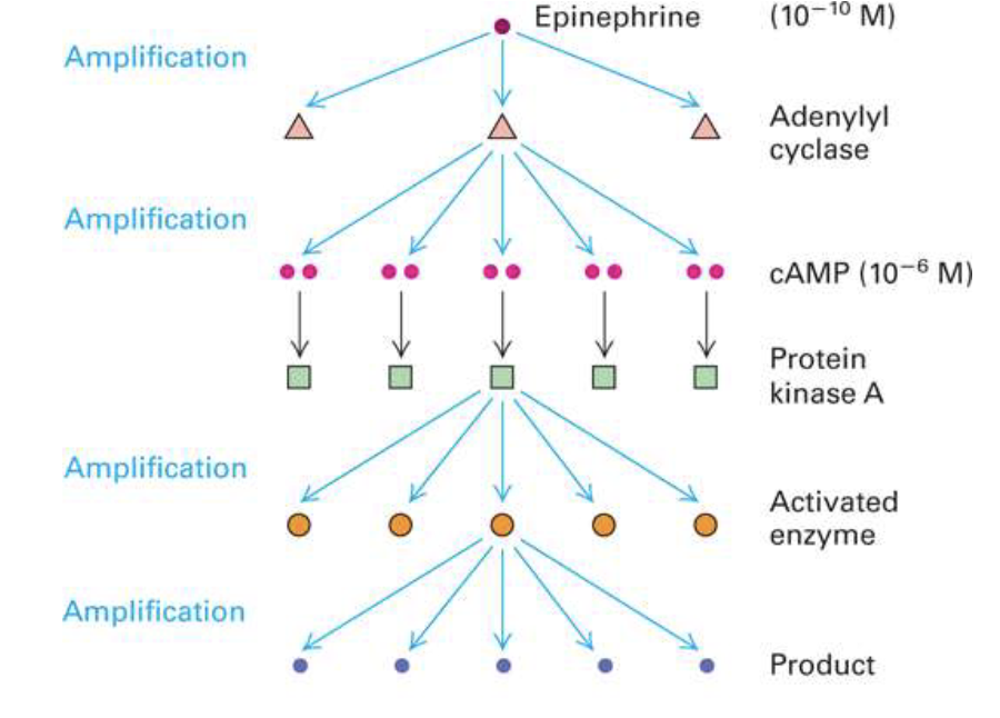 <ul><li><p>One ligand binding can activate a <strong>cascade</strong></p></li><li><p>Each step can activate <strong>multiple downstream molecules</strong></p></li><li><p>Results in <strong>hundreds of thousands of proteins activated</strong> from a single signal</p></li></ul><p></p>