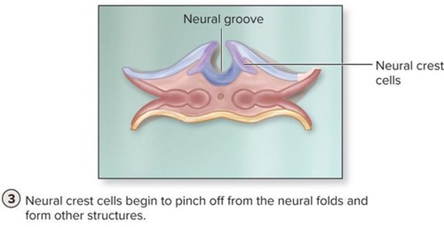 <p>They develop from the tips of the neural folds and contribute to the formation of various structures in the body.</p>