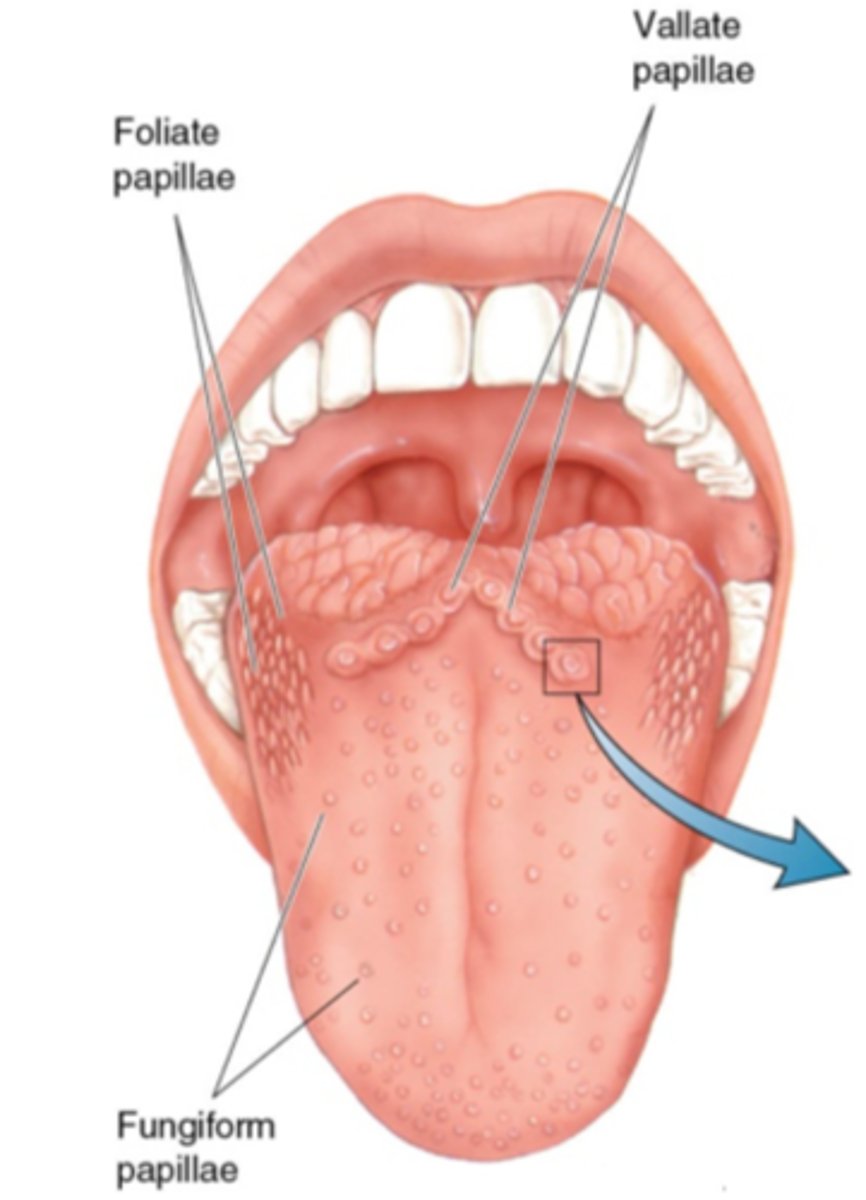 <p>In a V-shape at the very back of the tongue.</p>