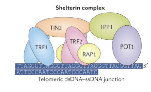 <p>6 member complex</p><ol><li><p>RAP1</p></li><li><p>telomeric binding factor 1 (TRF1)</p></li><li><p>TRF2</p></li><li><p>TERF1- interacting nuclear factor 2 (TIN2)</p></li><li><p>TPP1</p></li><li><p>protection of telomeres protein 1 (POT1)</p></li></ol><p></p>