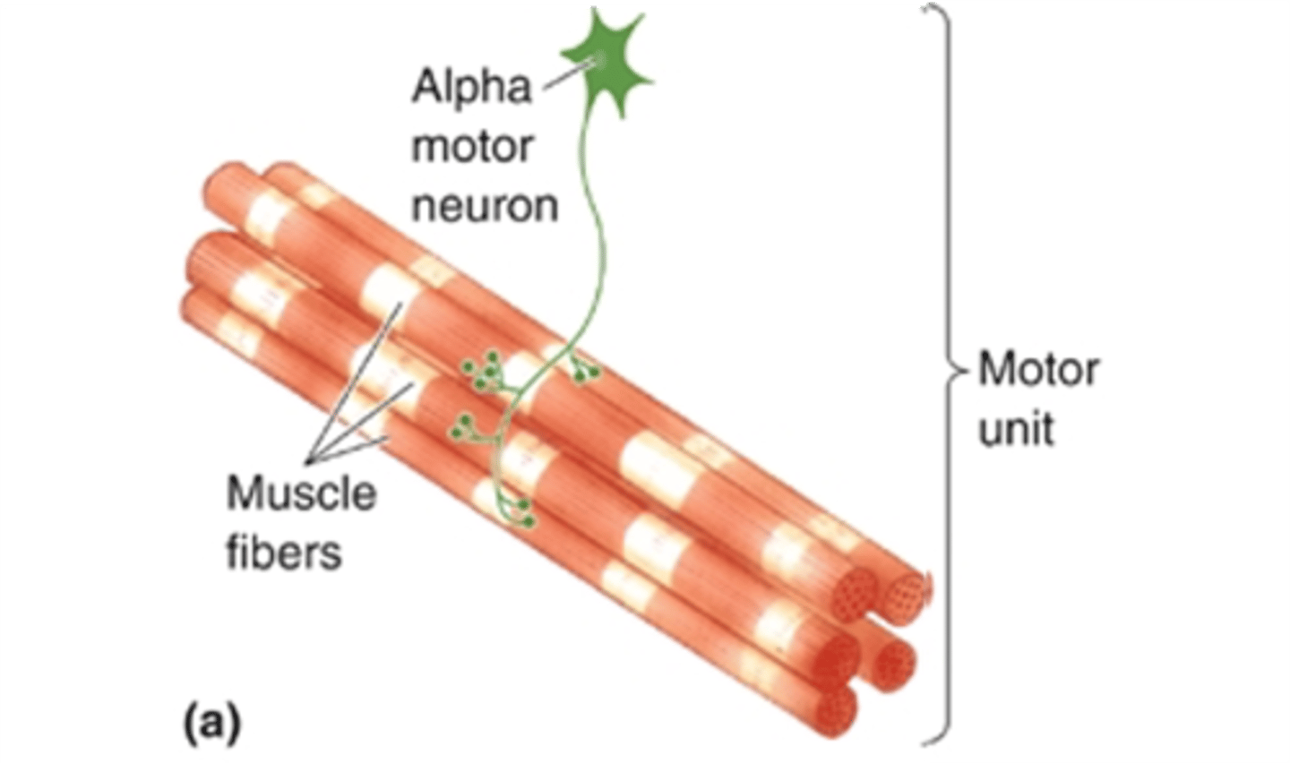 <p>What is a motor unit?</p>