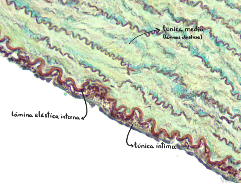 <p>Arteria aorta (elástica)</p><p>Túnica íntima: <strong>endotelio </strong>(epitelio plano monoestratificado), <strong>subendotelio </strong>(tej conjuntivo laxo), <strong>lámina elástica interna </strong>con fenestras </p>