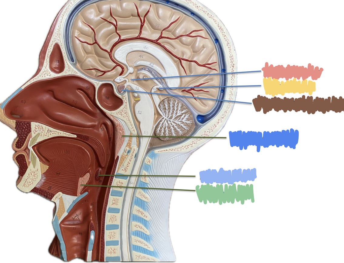 <p>What is indicated by the Brown?</p>