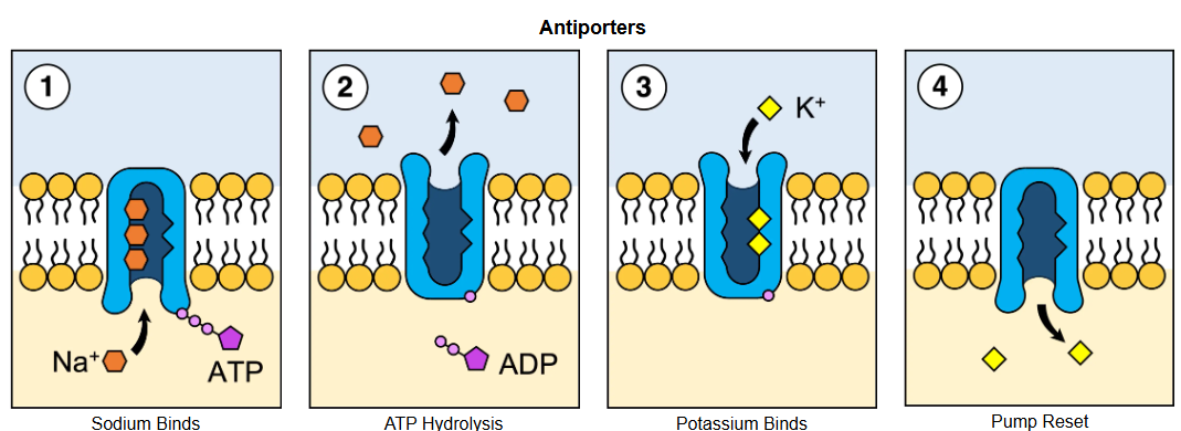 <p>Move <span>two molecules in opposite directions across the membrane&nbsp;</span></p>