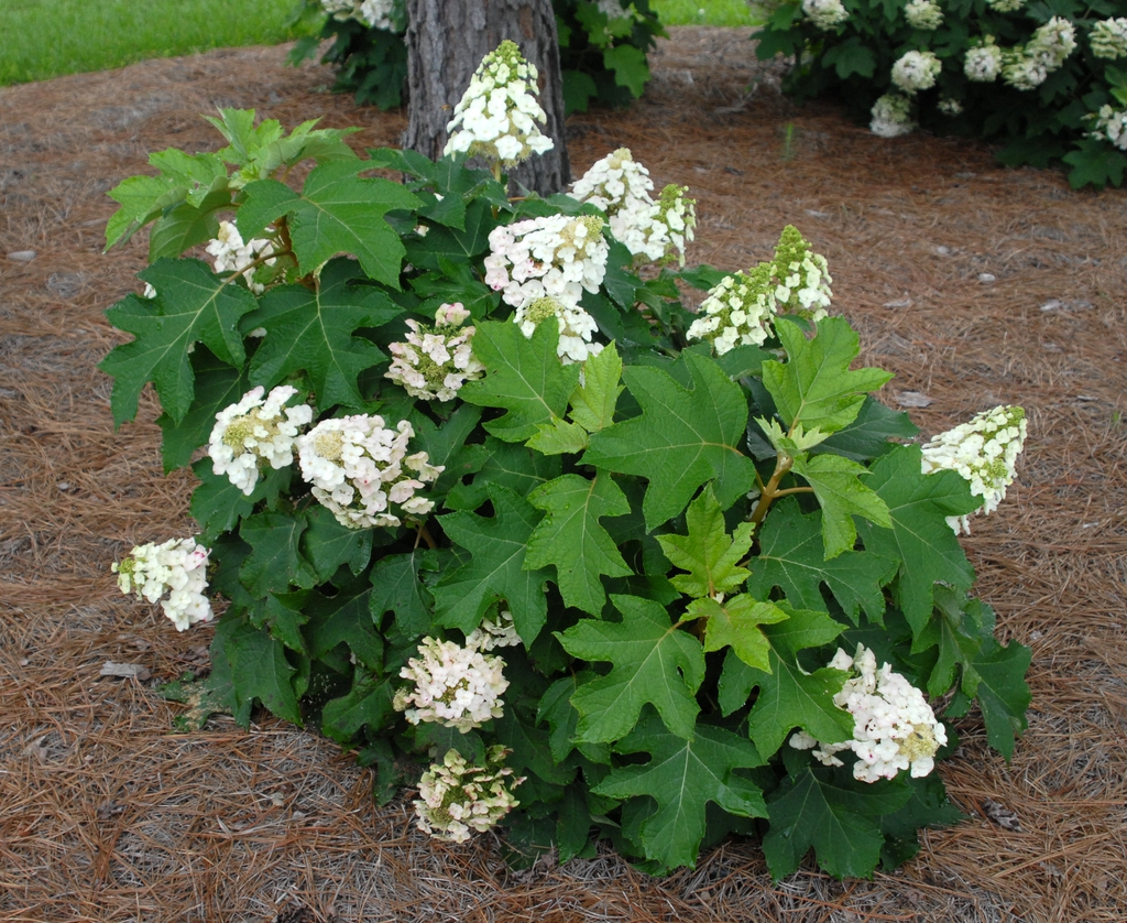 Oakleaf Hydrangea