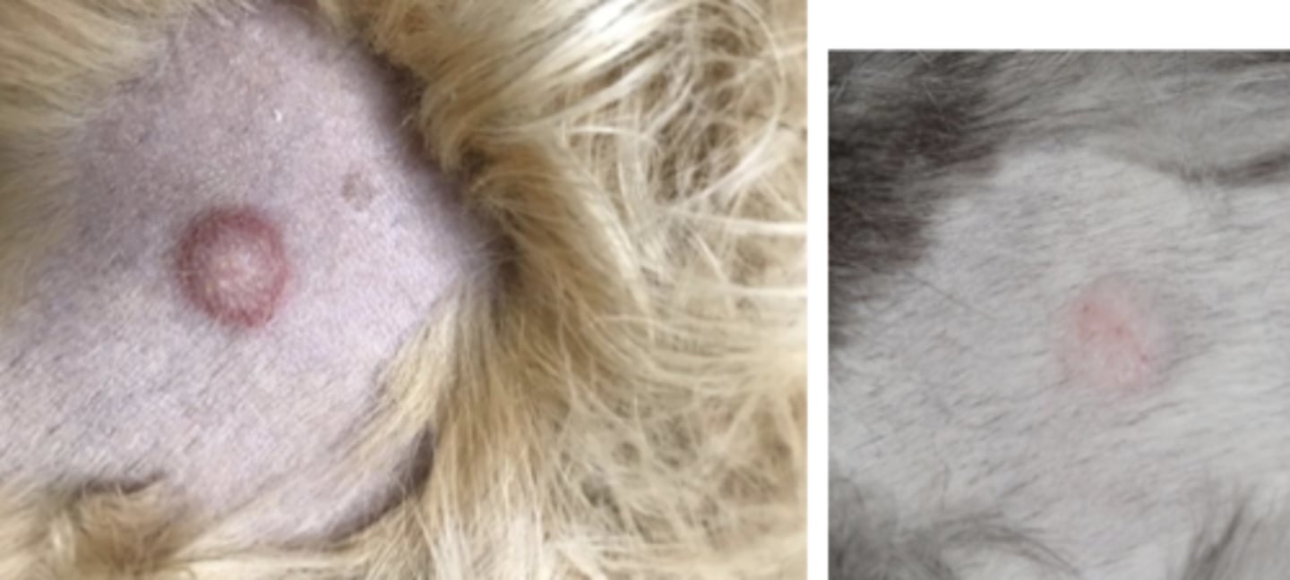 <p>What type of round cell tumor is this?</p>