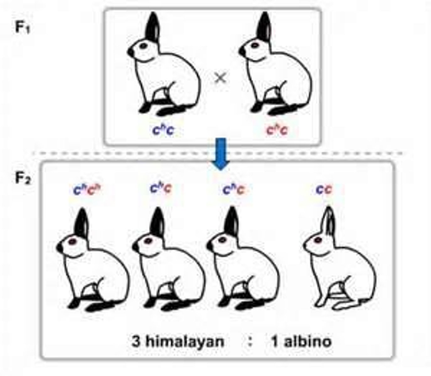 <p>Number of offspring that look the same physically</p>